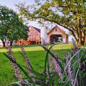 One of the best wineries in Maryland, Linganore Winecellers, photo of the barn and main building peeking through flowers and tree landscapes. 