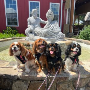 Dogs sitting on the side of the Linganore Winecellars Greek god of wine fountain